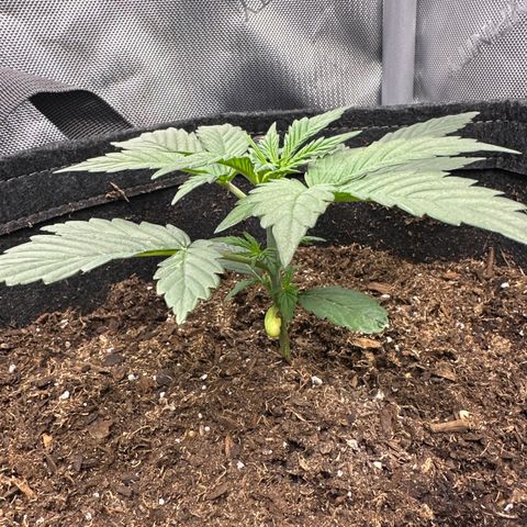 Tiny  growlog photo: End of week 2! 