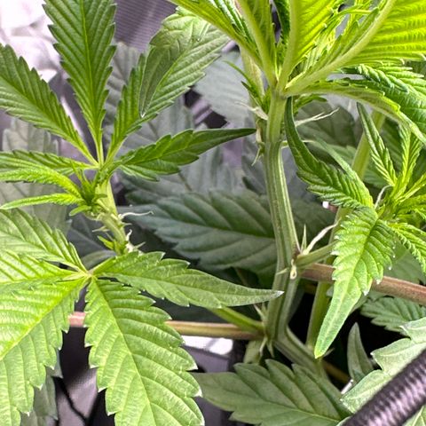 Michelle growlog photo: preflowers