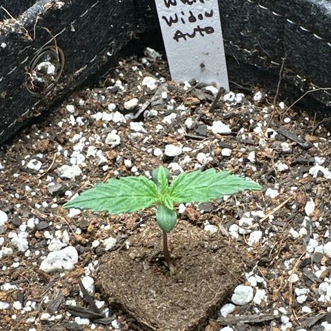 White Widow Autoflower - ILGM growlog timeline photo