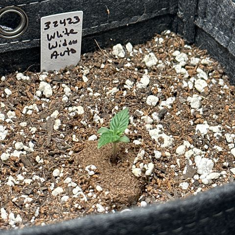 White Widow Autoflower - ILGM growlog timeline photo