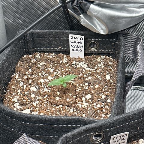 White Widow Autoflower - ILGM growlog timeline photo