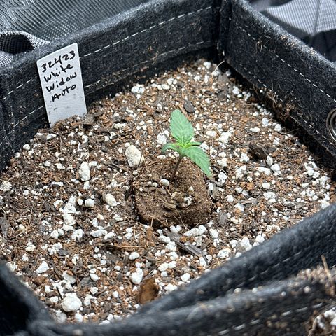 White Widow Autoflower - ILGM growlog timeline photo