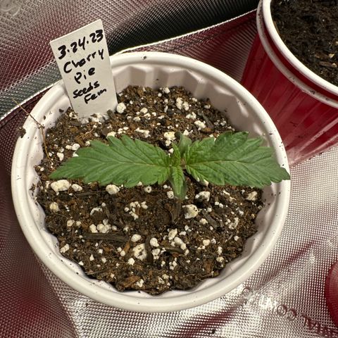 Cherry Pie - ILGM growlog timeline photo