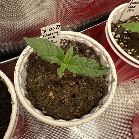 Cherry Pie - ILGM growlog timeline photo