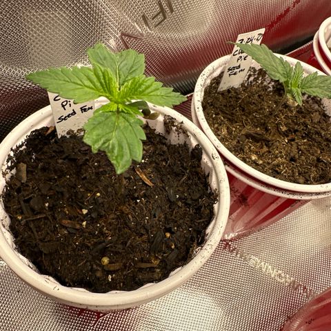 Cherry Pie - ILGM growlog timeline photo