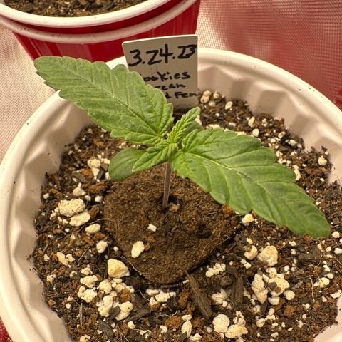 Cookies & Cream - ILGM growlog timeline photo