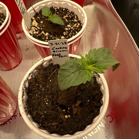 Cookies & Cream - ILGM growlog timeline photo