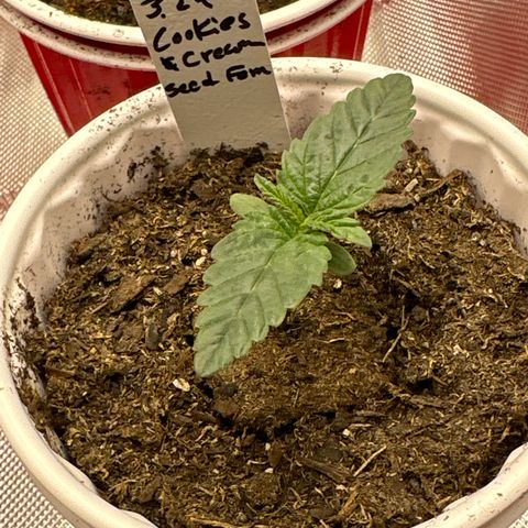 Cookies & Cream - ILGM growlog timeline photo