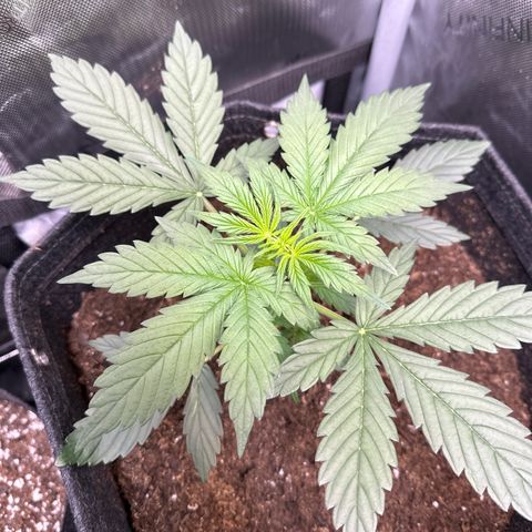 Tiny  growlog timeline photo