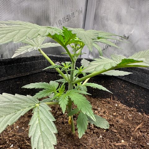 Tiny  growlog timeline photo