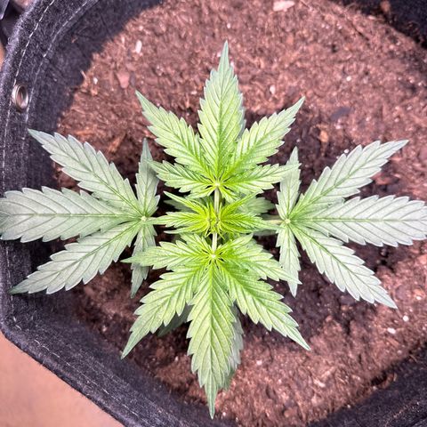 Kim growlog timeline photo