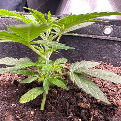 Kim growlog timeline photo