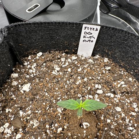 OG Kush - ILGM growlog timeline photo