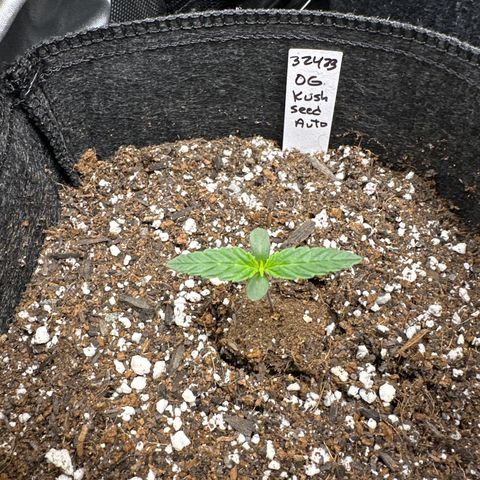 OG Kush - ILGM growlog timeline photo