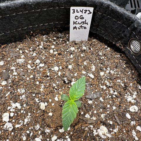 OG Kush - ILGM growlog timeline photo