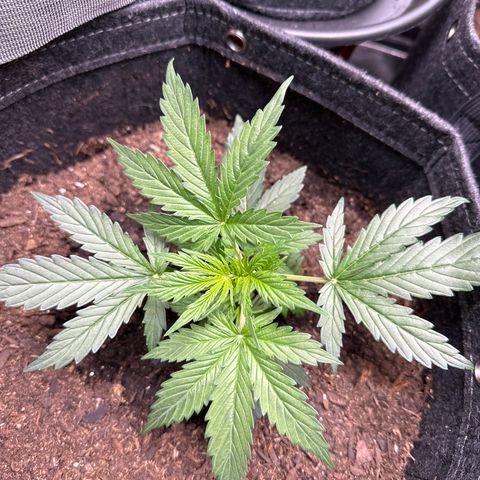 Kim growlog photo: LST day