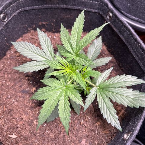 Kim growlog photo: LST day