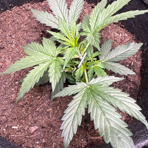 Kim growlog photo: LST day