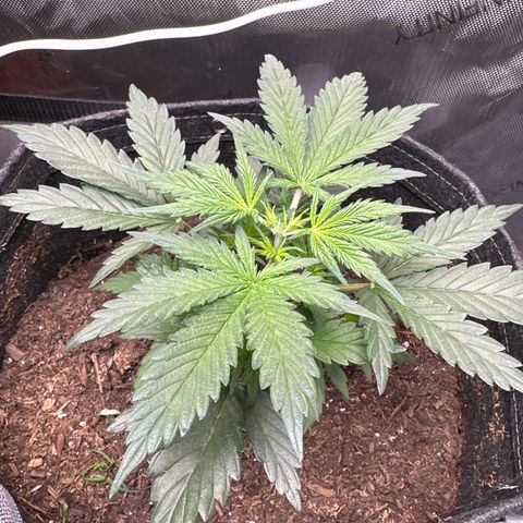 Lizzo  growlog photo: Topped for 1st time 