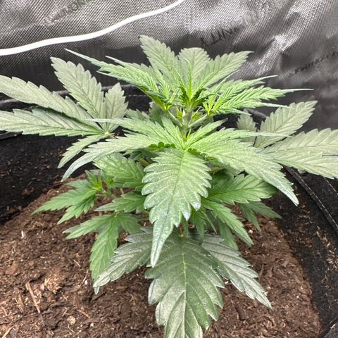 Lizzo  growlog photo: Topped for 1st time 