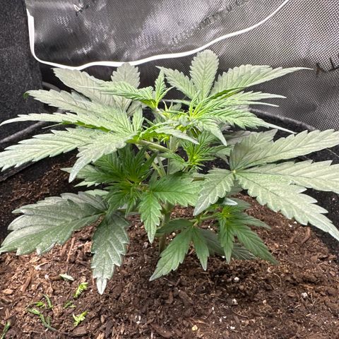 Lizzo  growlog photo: Topped for 1st time 
