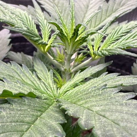 Lizzo  growlog photo: Topped for 1st time 