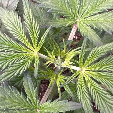 Lizzo  growlog photo: Topped for 1st time 