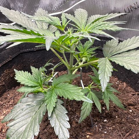 Lizzo  growlog photo: LST