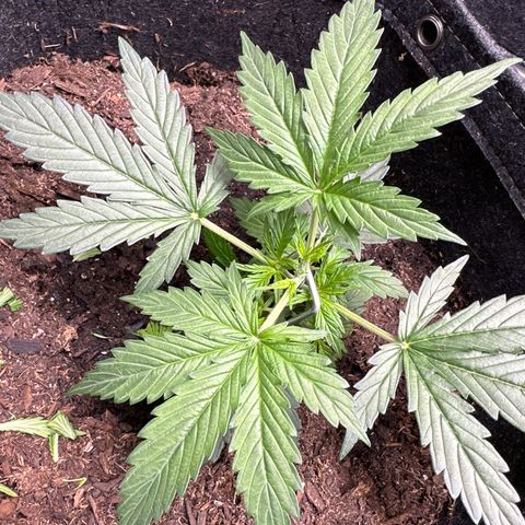 Kim growlog photo: Topped and LST