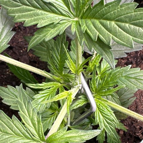 Kim growlog photo: Topped and LST
