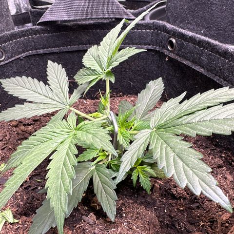 Kim growlog photo: Topped and LST