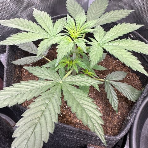 Tiny  growlog photo: Topped and LST
