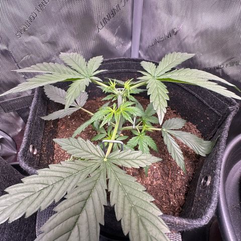 Tiny  growlog photo: Topped and LST