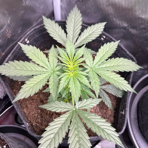 Tiny  growlog photo: Topped and LST