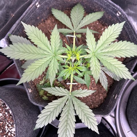Tiny  growlog photo: Topped and LST