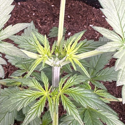 Tiny  growlog photo: Topped and LST