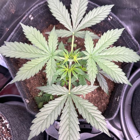Tiny  growlog photo: Topped and LST