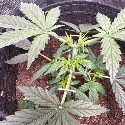 Tiny  growlog photo: Topped and LST