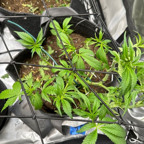 Miri Miri growlog photo: defoliated/lollipop