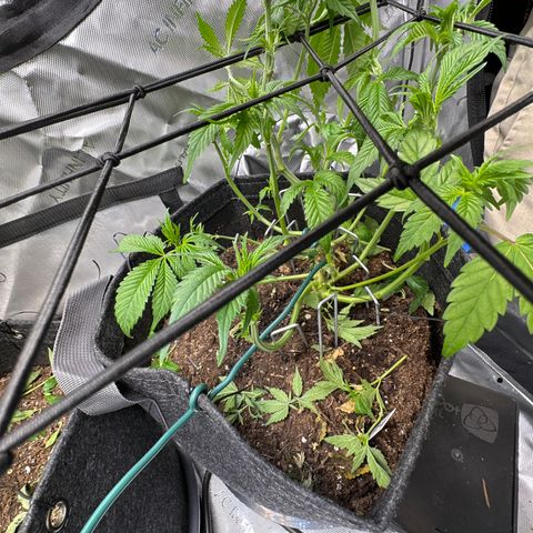 Miri Miri growlog photo: defoliated/lollipop