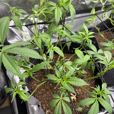 Michelle growlog photo: defoliated/lollipop