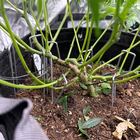 Michelle growlog photo: defoliated/lollipop