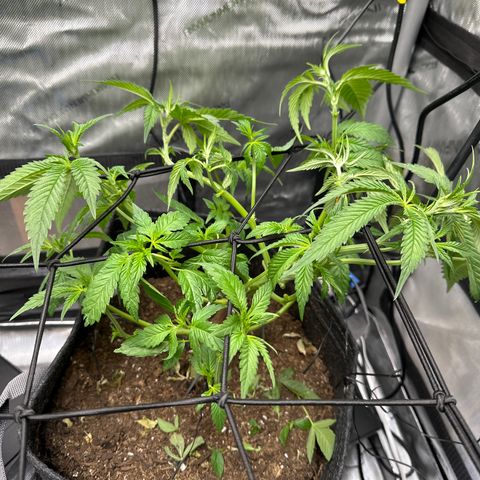 Iraida  growlog photo: defoliate/lollipop