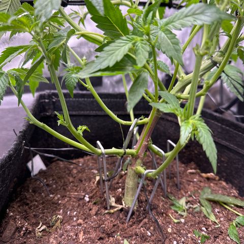 Iraida  growlog photo: defoliate/lollipop