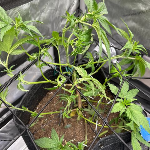 Rebecca  growlog photo: defoliated/lollipop