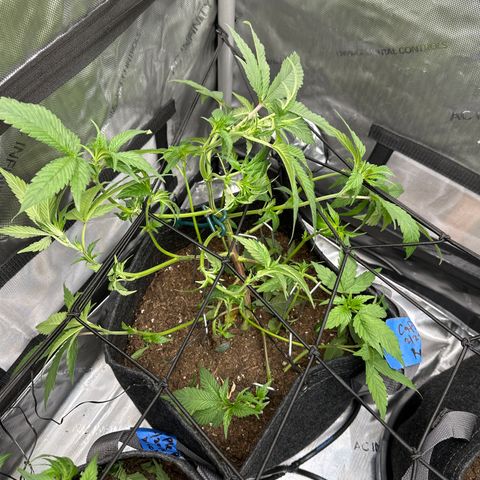 Rebecca  growlog photo: defoliated/lollipop