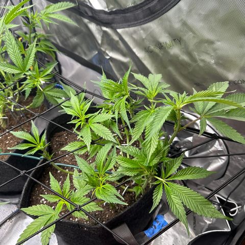 Miri Miri growlog timeline photo