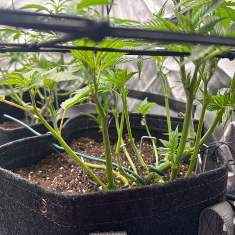 Miri Miri growlog timeline photo