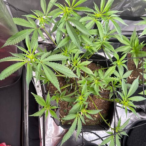 Michelle growlog timeline photo