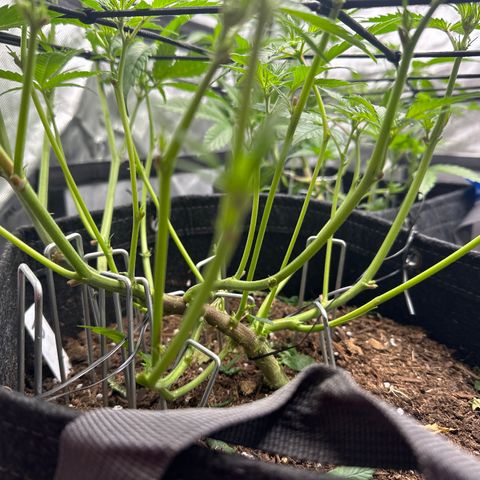 Michelle growlog timeline photo